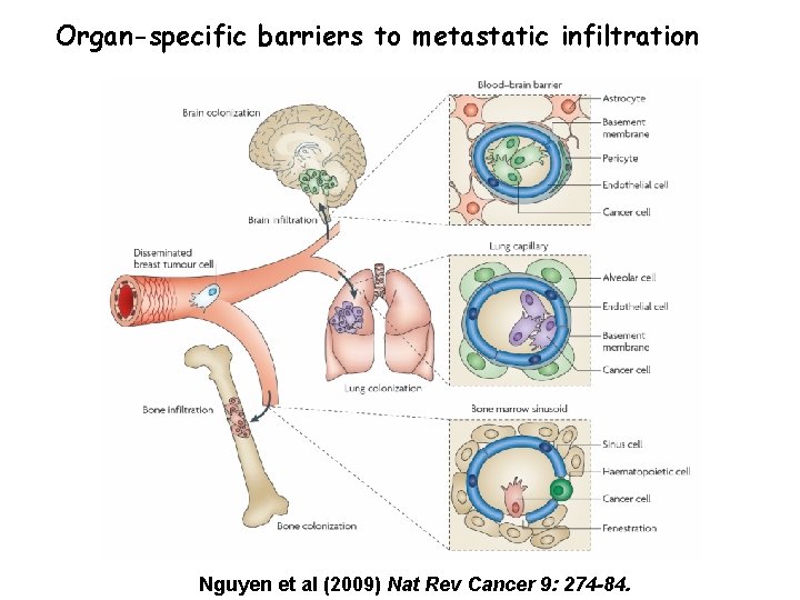 Organ-specific barriers to metastatic infiltration Nguyen et al (2009) Nat Rev Cancer 9: 274