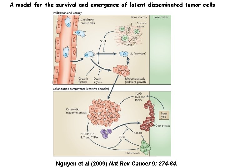 A model for the survival and emergence of latent disseminated tumor cells Nguyen et