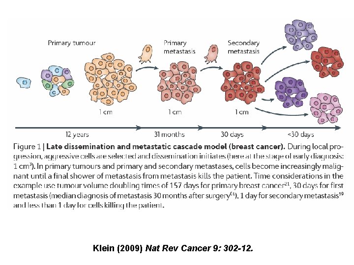 Klein (2009) Nat Rev Cancer 9: 302 -12. 