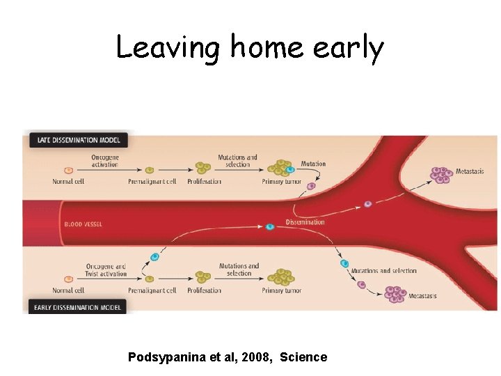 Leaving home early Podsypanina et al, 2008, Science 