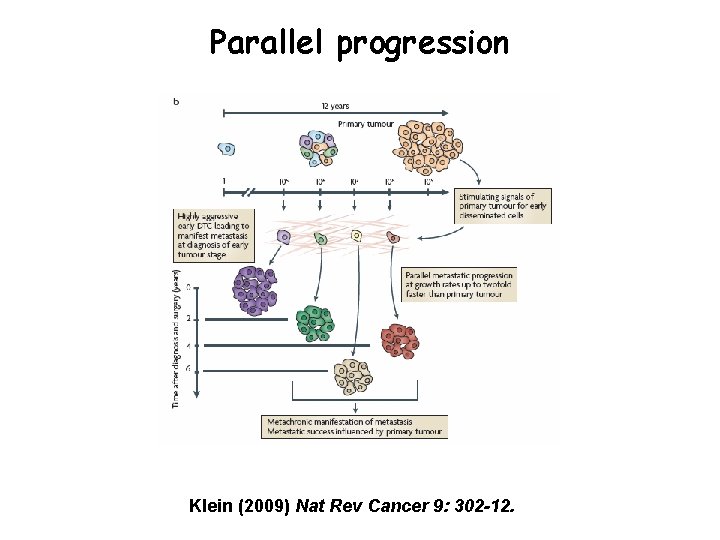 Parallel progression Klein (2009) Nat Rev Cancer 9: 302 -12. 