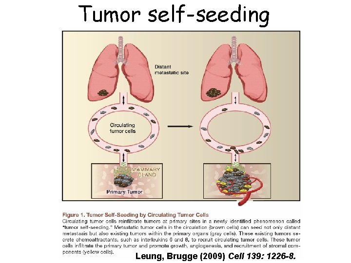 Tumor self-seeding Leung, Brugge (2009) Cell 139: 1226 -8. 