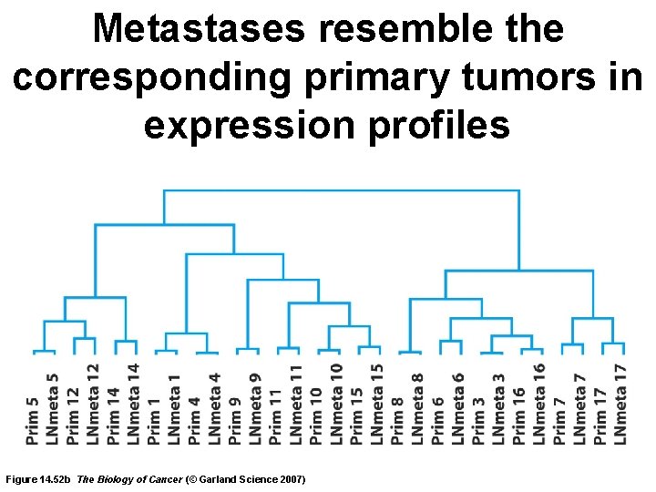 Metastases resemble the corresponding primary tumors in expression profiles Figure 14. 52 b The