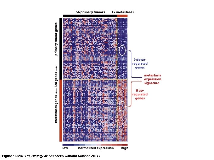 Figure 14. 51 a The Biology of Cancer (© Garland Science 2007) 