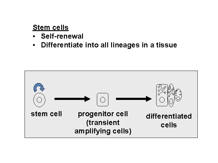 Stem cells • Self-renewal • Differentiate into all lineages in a tissue stem cell