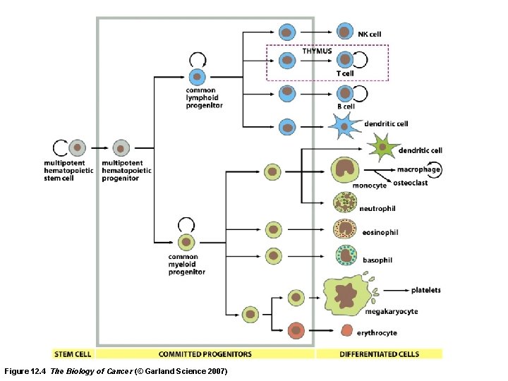 Figure 12. 4 The Biology of Cancer (© Garland Science 2007) 