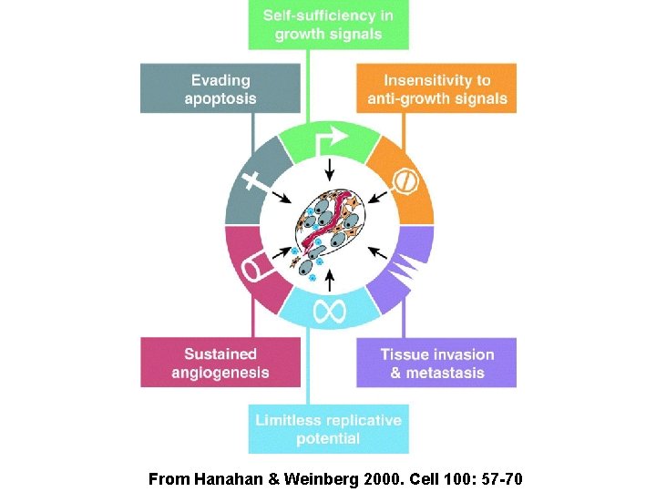 From Hanahan & Weinberg 2000. Cell 100: 57 -70 