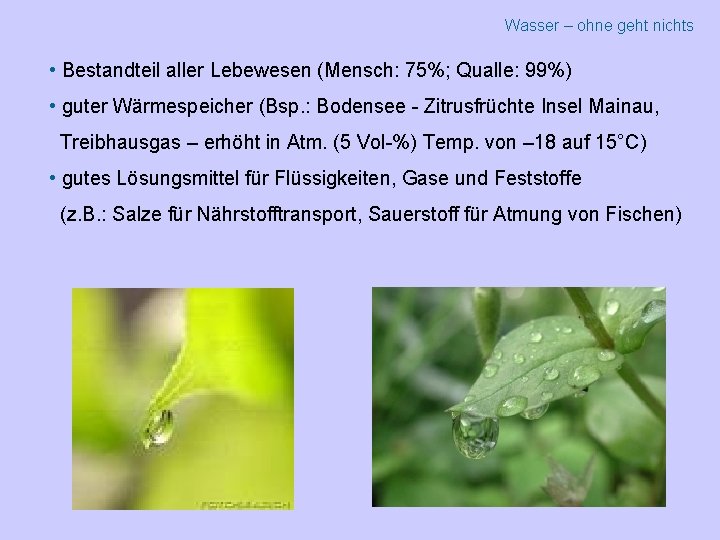 Wasser – ohne geht nichts • Bestandteil aller Lebewesen (Mensch: 75%; Qualle: 99%) •