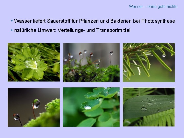 Wasser – ohne geht nichts • Wasser liefert Sauerstoff für Pflanzen und Bakterien bei