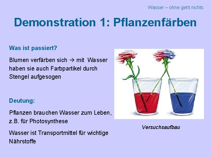 Wasser – ohne geht nichts Demonstration 1: Pflanzenfärben Was ist passiert? Blumen verfärben sich