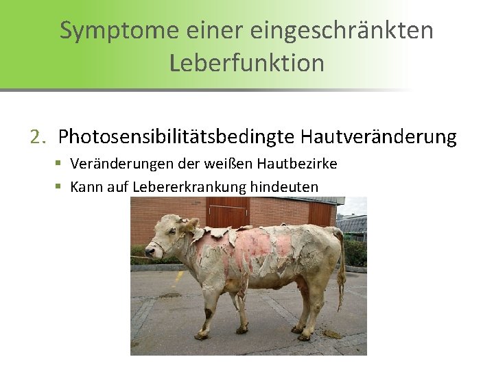 Symptome einer eingeschränkten Leberfunktion 2. Photosensibilitätsbedingte Hautveränderung § Veränderungen der weißen Hautbezirke § Kann