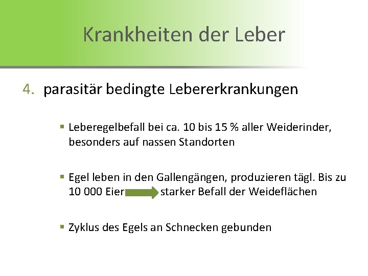 Krankheiten der Leber 4. parasitär bedingte Lebererkrankungen § Leberegelbefall bei ca. 10 bis 15