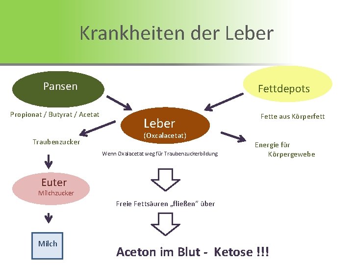 Krankheiten der Leber Pansen Propionat / Butyrat / Acetat Traubenzucker Fettdepots Leber (Oxcalacetat) Wenn