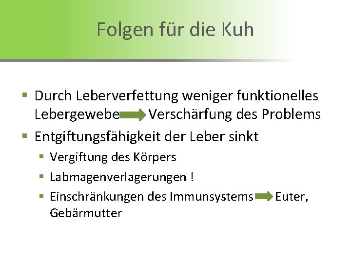 Folgen für die Kuh § Durch Leberverfettung weniger funktionelles Lebergewebe Verschärfung des Problems §