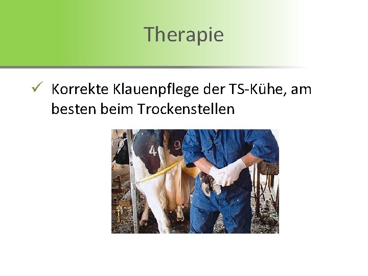 Therapie ü Korrekte Klauenpflege der TS-Kühe, am besten beim Trockenstellen 