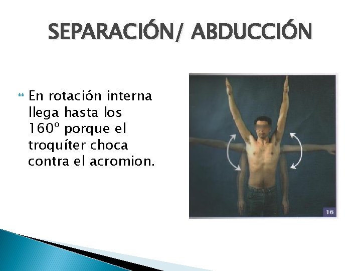 SEPARACIÓN/ ABDUCCIÓN En rotación interna llega hasta los 160º porque el troquíter choca contra
