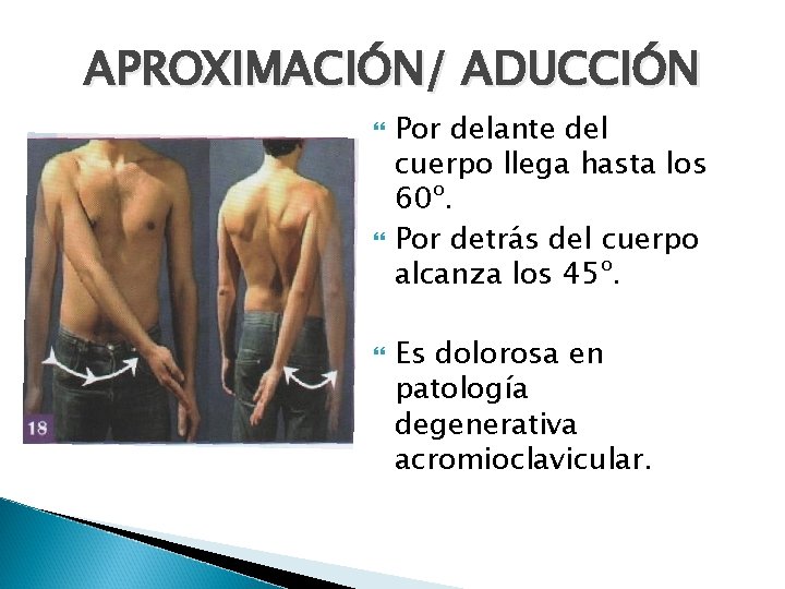 APROXIMACIÓN/ ADUCCIÓN Por delante del cuerpo llega hasta los 60º. Por detrás del cuerpo