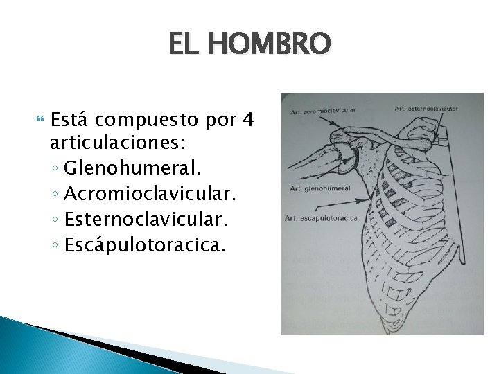 EL HOMBRO Está compuesto por 4 articulaciones: ◦ Glenohumeral. ◦ Acromioclavicular. ◦ Esternoclavicular. ◦