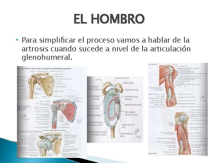 EL HOMBRO Para simplificar el proceso vamos a hablar de la artrosis cuando sucede