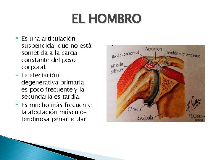 EL HOMBRO Es una articulación suspendida, que no está sometida a la carga constante