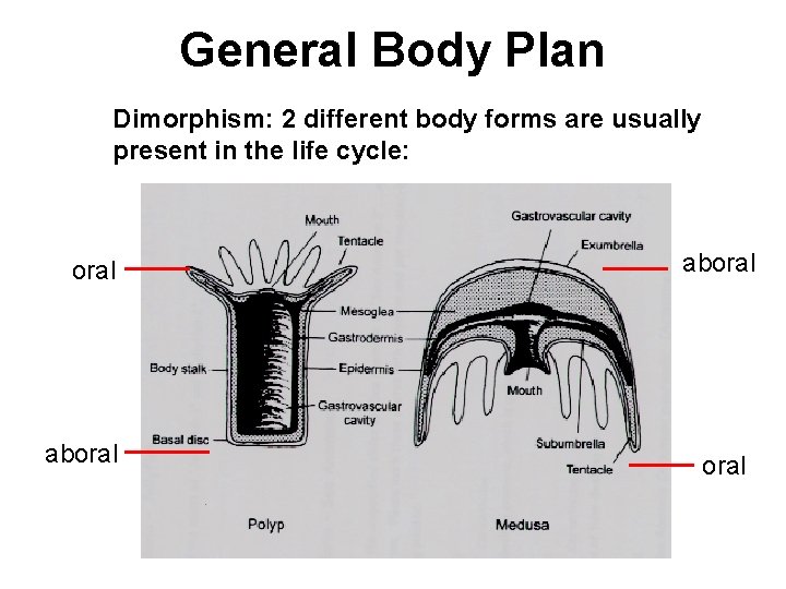 General Body Plan Dimorphism: 2 different body forms are usually present in the life