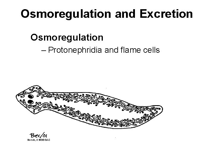 Osmoregulation and Excretion Osmoregulation – Protonephridia and flame cells 