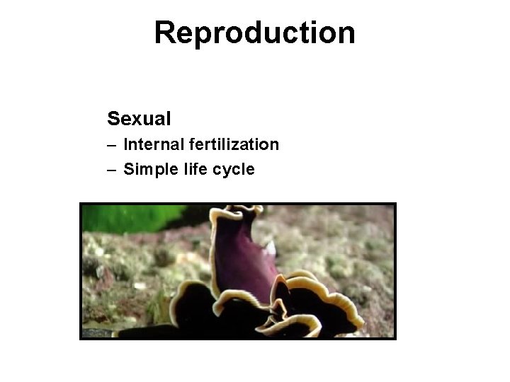 Reproduction Sexual – Internal fertilization – Simple life cycle 