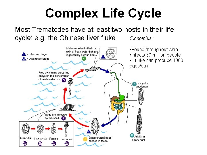 Complex Life Cycle Most Trematodes have at least two hosts in their life Clonorchis: