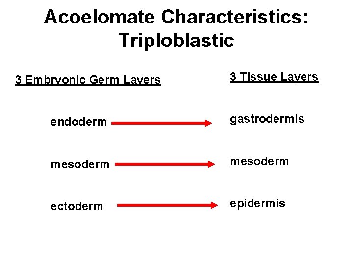 Acoelomate Characteristics: Triploblastic 3 Embryonic Germ Layers 3 Tissue Layers endoderm gastrodermis mesoderm ectoderm