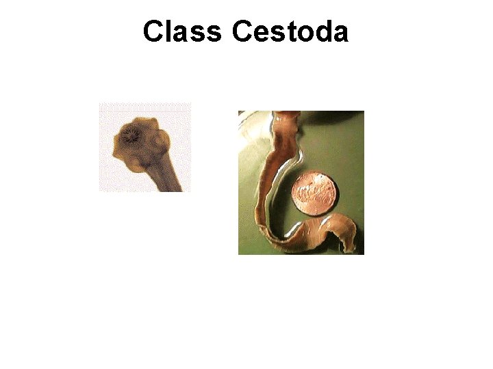 Class Cestoda 
