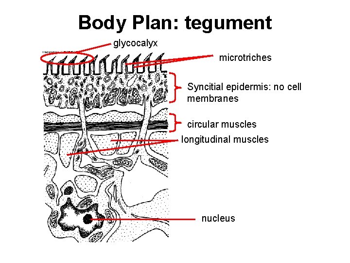 Body Plan: tegument glycocalyx microtriches Syncitial epidermis: no cell membranes circular muscles longitudinal muscles