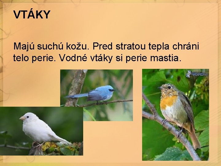 VTÁKY Majú suchú kožu. Pred stratou tepla chráni telo perie. Vodné vtáky si perie