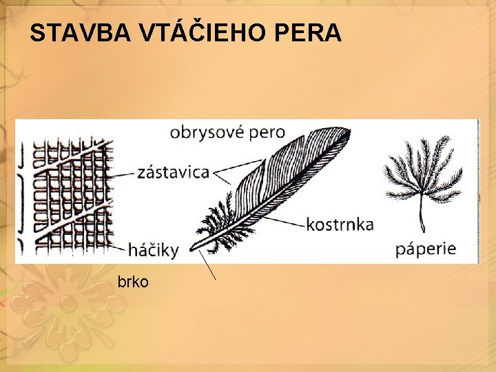 STAVBA VTÁČIEHO PERA brko STAVBA VTÁČIEHO PERA brko