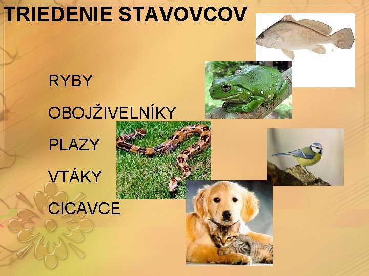 TRIEDENIE STAVOVCOV RYBY OBOJŽIVELNÍKY PLAZY VTÁKY CICAVCE 