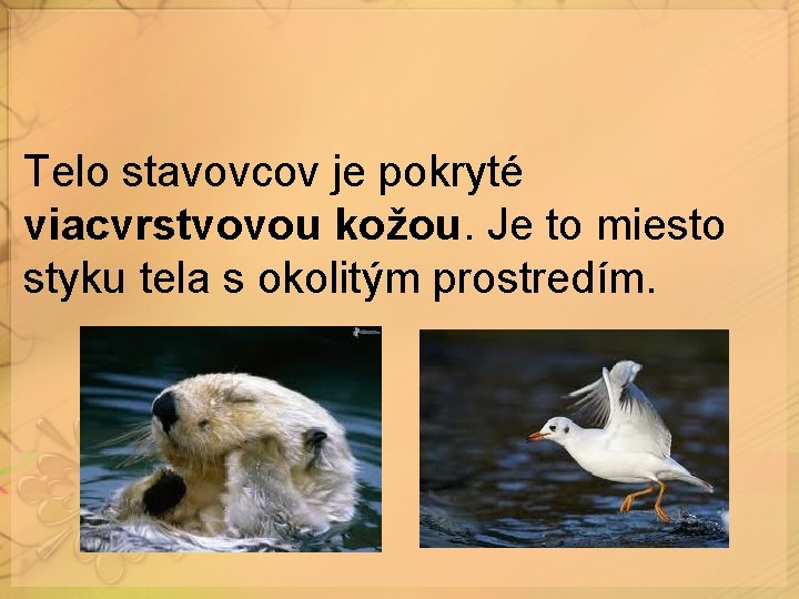 Telo stavovcov je pokryté viacvrstvovou kožou. Je to miesto styku tela s okolitým prostredím. Telo stavovcov je pokryté viacvrstvovou kožou. Je to miesto styku tela s okolitým prostredím.