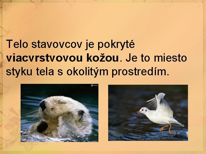 Telo stavovcov je pokryté viacvrstvovou kožou. Je to miesto styku tela s okolitým prostredím.