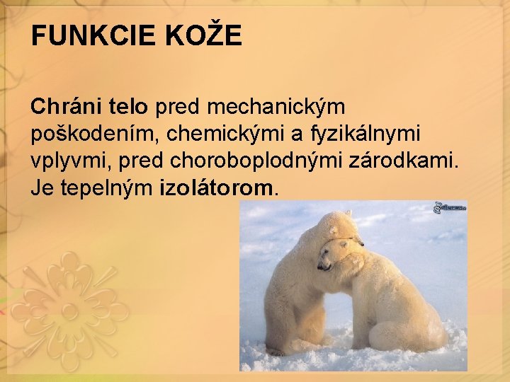 FUNKCIE KOŽE Chráni telo pred mechanickým poškodením, chemickými a fyzikálnymi vplyvmi, pred choroboplodnými zárodkami. FUNKCIE KOŽE Chráni telo pred mechanickým poškodením, chemickými a fyzikálnymi vplyvmi, pred choroboplodnými zárodkami.