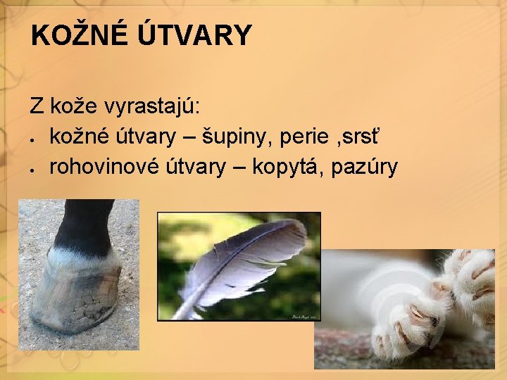 KOŽNÉ ÚTVARY Z kože vyrastajú: kožné útvary – šupiny, perie , srsť rohovinové útvary