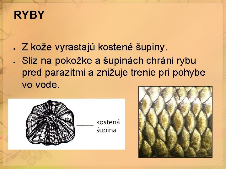 RYBY Z kože vyrastajú kostené šupiny. Sliz na pokožke a šupinách chráni rybu pred