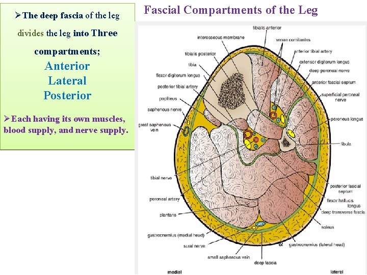 ØThe deep fascia of the leg divides the leg into Three compartments; Anterior Lateral