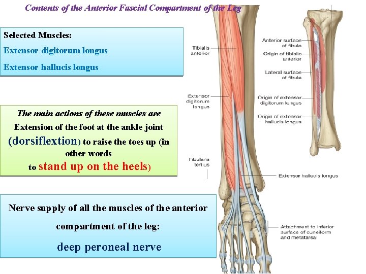 Contents of the Anterior Fascial Compartment of the Leg Selected Muscles: Extensor digitorum longus
