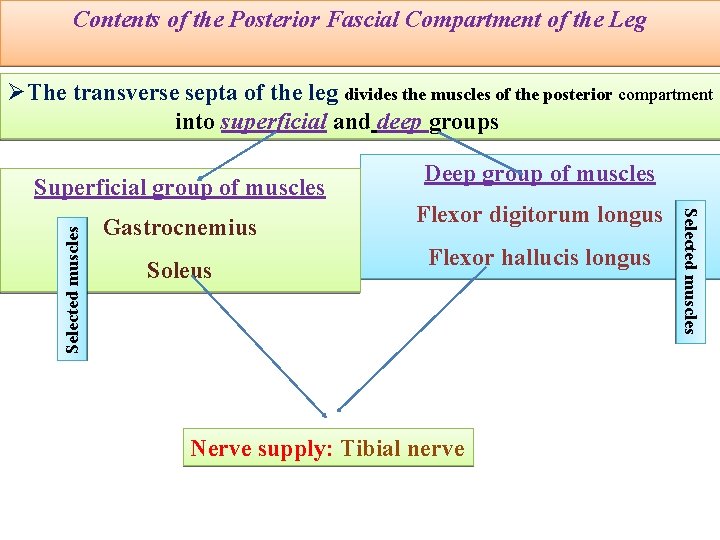 Contents of the Posterior Fascial Compartment of the Leg ØThe transverse septa of the