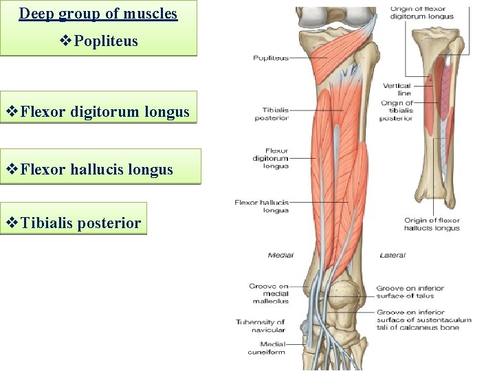 Deep group of muscles v. Popliteus v. Flexor digitorum longus v. Flexor hallucis longus