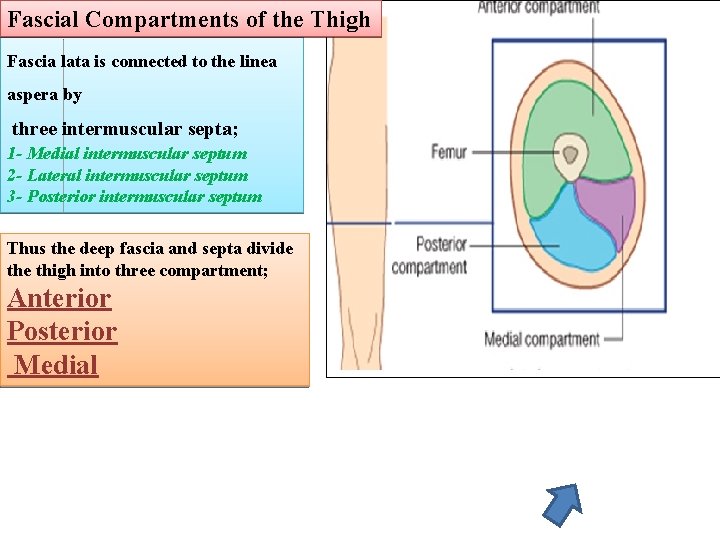 Fascial Compartments of the Thigh Fascia lata is connected to the linea aspera by