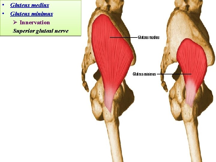  • Gluteus medius • Gluteus minimus Ø Innervation Superior gluteal nerve 