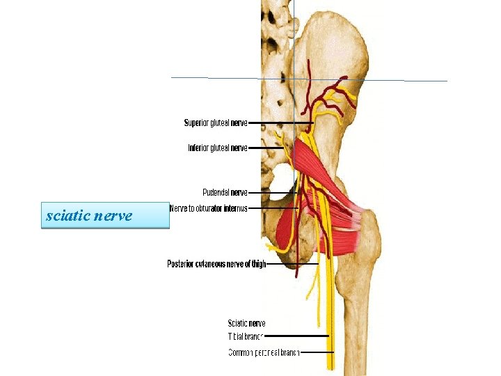sciatic nerve 