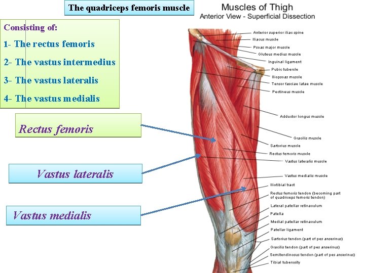 The quadriceps femoris muscle Consisting of: 1 - The rectus femoris 2 - The