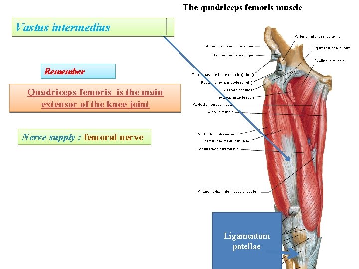 The quadriceps femoris muscle Vastus intermedius Remember Quadriceps femoris is the main extensor of