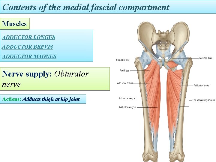 Contents of the medial fascial compartment Muscles ADDUCTOR LONGUS ADDUCTOR BREVIS ADDUCTOR MAGNUS Nerve