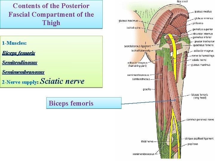 Contents of the Posterior Fascial Compartment of the Thigh 1 -Muscles: Biceps femoris Semitendinosus